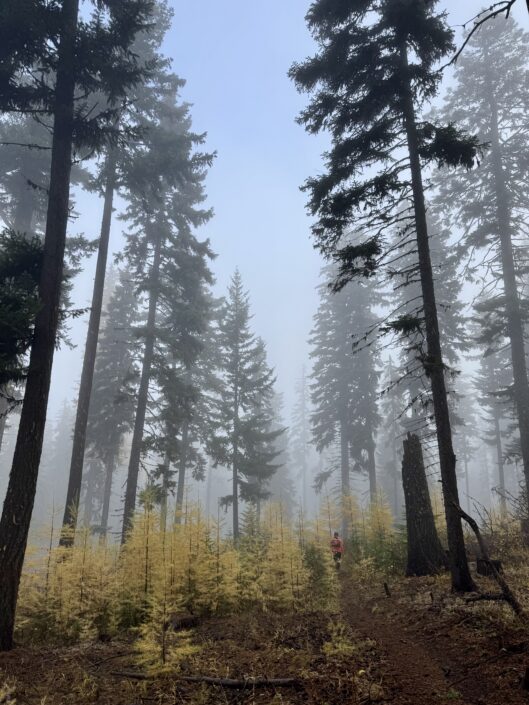 Mount Hood National Forest