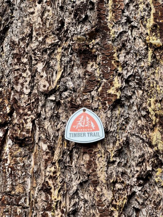 timber trail oregon photo by magicpnw